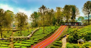 Agrowisata Gunung Mas Bersiap Jadi Destinasi Berkelas Dunia