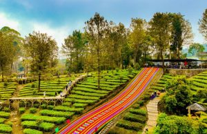 Agrowisata Gunung Mas Bersiap Jadi Destinasi Berkelas Dunia