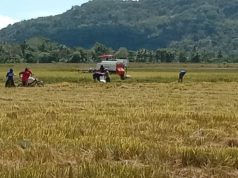 70% Pemberitaan Tempo Negatif terhadap Kementan, Pengamat: Fakta Cukup untuk Pidana, Tapi Gugatan Perdata Paling Tepat