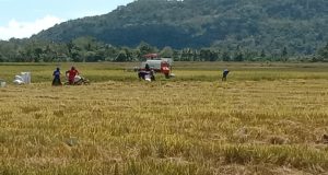 70% Pemberitaan Tempo Negatif terhadap Kementan, Pengamat: Fakta Cukup untuk Pidana, Tapi Gugatan Perdata Paling Tepat