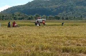 70% Pemberitaan Tempo Negatif terhadap Kementan, Pengamat: Fakta Cukup untuk Pidana, Tapi Gugatan Perdata Paling Tepat