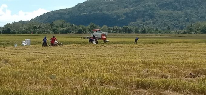 70% Pemberitaan Tempo Negatif terhadap Kementan, Pengamat: Fakta Cukup untuk Pidana, Tapi Gugatan Perdata Paling Tepat