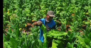 Tenaga Kerja Terancam, Hati-hati Naikkan Cukai Tembakau