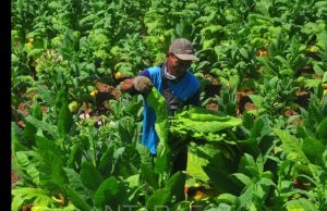 Tenaga Kerja Terancam, Hati-hati Naikkan Cukai Tembakau