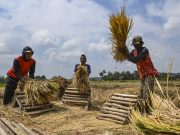 Pemulihan Sawah Pascabencana di Gayo Lues, Petani Bersiap Panen
