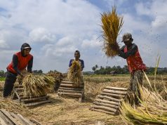 Perlawanan Mafia Pangan Terbuka, Rakyat Dipaksa Beli Beras Khusus