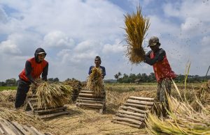 Perlawanan Mafia Pangan Terbuka, Rakyat Dipaksa Beli Beras Khusus
