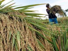 KEMENTAN: PETANI TIDAK PERLU DEMO DUKUNG MENTAN, FOKUS JAGA PRODUKSI PANGAN