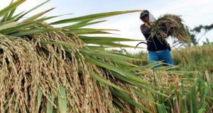 KEMENTAN: PETANI TIDAK PERLU DEMO DUKUNG MENTAN, FOKUS JAGA PRODUKSI PANGAN