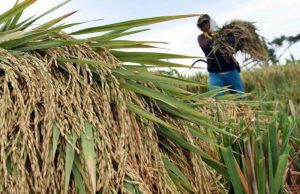 KEMENTAN: PETANI TIDAK PERLU DEMO DUKUNG MENTAN, FOKUS JAGA PRODUKSI PANGAN