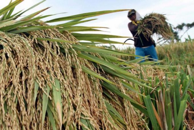 KEMENTAN: PETANI TIDAK PERLU DEMO DUKUNG MENTAN, FOKUS JAGA PRODUKSI PANGAN
