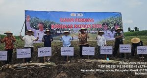 Kementan Genjot Swasembada Gula Lewat Tanam Perdana Tebu Bongkar Ratoon di Gresik