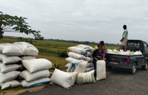 Berkat Bantuan BAZNAS RI, Omzet Panen Padi Cahyo Capai Rp15,6 Juta