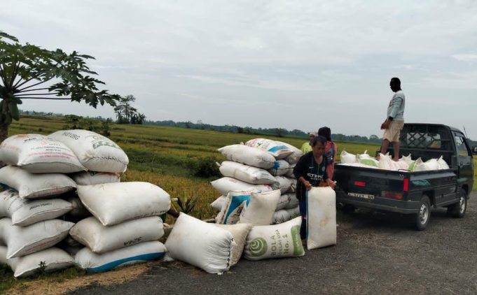 Berkat Bantuan BAZNAS RI, Omzet Panen Padi Cahyo Capai Rp15,6 Juta