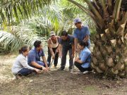 BPDP: PTPN IV PalmCo Teraktif Dampingi Peremajaan Sawit Rakyat