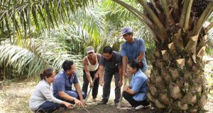 BPDP: PTPN IV PalmCo Teraktif Dampingi Peremajaan Sawit Rakyat