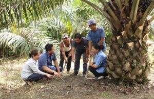 BPDP: PTPN IV PalmCo Teraktif Dampingi Peremajaan Sawit Rakyat