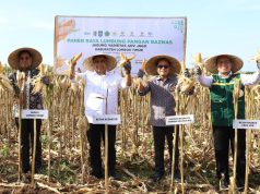 Dukung Ketahanan Pangan, Petani Binaan BAZNAS di NTB Sukses Panen Raya 400 Ton Jagung