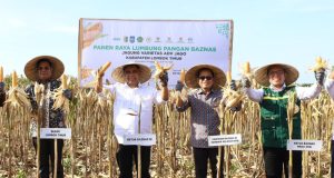 Dukung Ketahanan Pangan, Petani Binaan BAZNAS di NTB Sukses Panen Raya 400 Ton Jagung