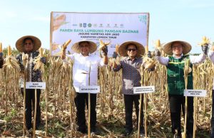 Dukung Ketahanan Pangan, Petani Binaan BAZNAS di NTB Sukses Panen Raya 400 Ton Jagung