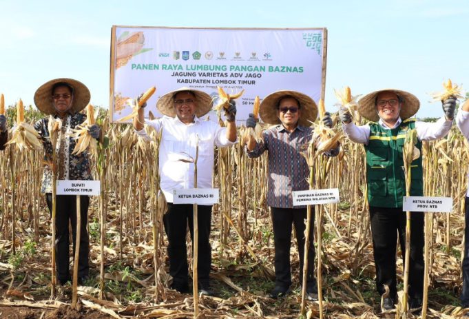 Dukung Ketahanan Pangan, Petani Binaan BAZNAS di NTB Sukses Panen Raya 400 Ton Jagung