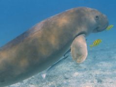 Memperingati Hari Dugong Sedunia: Mengenal Keunikan Dugong dan Upaya Perlindungannya di Maluku