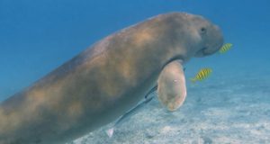 Memperingati Hari Dugong Sedunia: Mengenal Keunikan Dugong dan Upaya Perlindungannya di Maluku