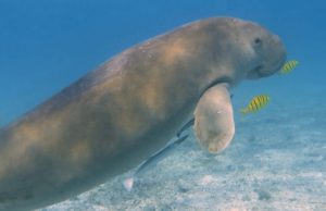 Memperingati Hari Dugong Sedunia: Mengenal Keunikan Dugong dan Upaya Perlindungannya di Maluku