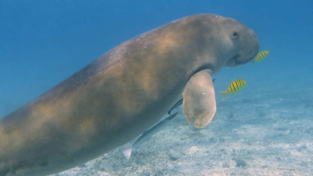 1. Dugong by Casper Kuijper_CTC