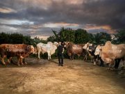 CEO TRIV Group Salurkan 7+ Ton Sapi Kurban pada Hari Raya Idul Adha 1447 H