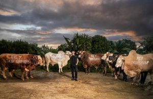 CEO TRIV Group Salurkan 7+ Ton Sapi Kurban pada Hari Raya Idul Adha 1447 H