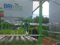 Memanfaatkan Sebidang Lahan Fasum, Warga Poris Makin Berdaya Berkat Bertani Hidroponik