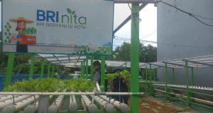 Memanfaatkan Sebidang Lahan Fasum, Warga Poris Makin Berdaya Berkat Bertani Hidroponik