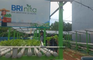 Memanfaatkan Sebidang Lahan Fasum, Warga Poris Makin Berdaya Berkat Bertani Hidroponik