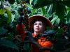 PTPN I (Persero) Perkuat Rantai Pasok Kopi Global