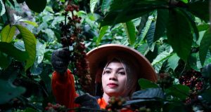 PTPN I (Persero) Perkuat Rantai Pasok Kopi Global