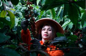 PTPN I (Persero) Perkuat Rantai Pasok Kopi Global