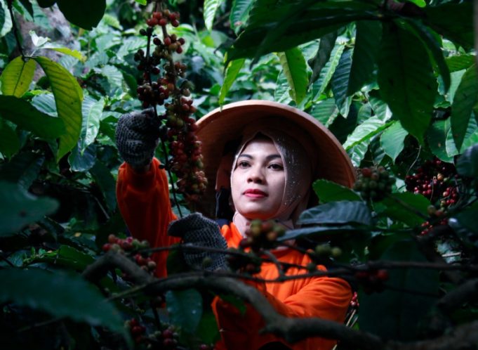 PTPN I (Persero) Perkuat Rantai Pasok Kopi Global