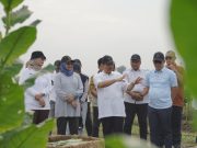 Menjaga Kejayaan Tembakau Deli PTPN I (Persero)
