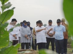 Menjaga Kejayaan Tembakau Deli PTPN I (Persero)