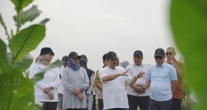 Menjaga Kejayaan Tembakau Deli PTPN I (Persero)