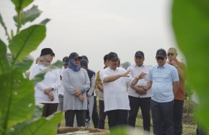 Menjaga Kejayaan Tembakau Deli PTPN I (Persero)