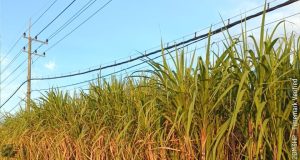Pemerintah akan Kawal Rendemen untuk Program Bongkar Ratoon dan Perluasan