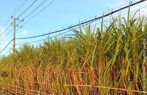 Pemerintah akan Kawal Rendemen untuk Program Bongkar Ratoon dan Perluasan