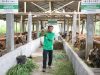 Lampaui Target, Program Kurban BAZNAS Sukses Angkat Perekonomian Mustahik