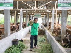 Lampaui Target, Program Kurban BAZNAS Sukses Angkat Perekonomian Mustahik