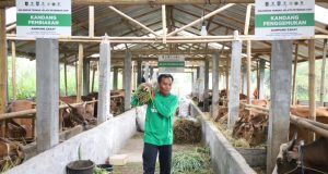 Lampaui Target, Program Kurban BAZNAS Sukses Angkat Perekonomian Mustahik