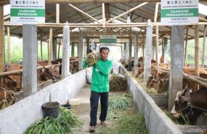 Lampaui Target, Program Kurban BAZNAS Sukses Angkat Perekonomian Mustahik
