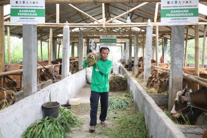 Lampaui Target, Program Kurban BAZNAS Sukses Angkat Perekonomian Mustahik