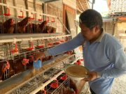 Peternak Pertanyakan Kenaikan Harga Pakan dan Kebijakan Impor Satu Pintu Bahan Baku